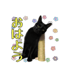 愛猫黒猫黒豆第2弾（個別スタンプ：1）