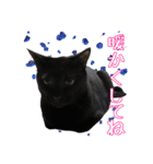 愛猫黒猫黒豆第2弾（個別スタンプ：6）