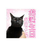 愛猫黒猫黒豆第2弾（個別スタンプ：14）