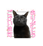 愛猫黒猫黒豆第2弾（個別スタンプ：17）