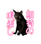 愛猫黒猫黒豆第2弾（個別スタンプ：18）