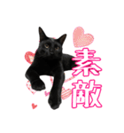 愛猫黒猫黒豆第2弾（個別スタンプ：20）