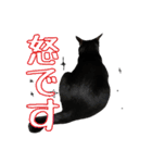 愛猫黒猫黒豆第2弾（個別スタンプ：30）