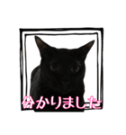 愛猫黒猫黒豆第2弾（個別スタンプ：32）