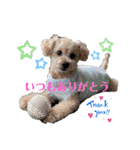 こてあーず（個別スタンプ：8）