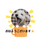 こてあーず（個別スタンプ：12）