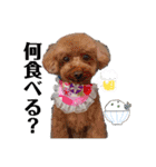 こてあーず（個別スタンプ：16）