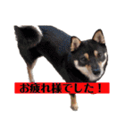 こてあーず（個別スタンプ：17）