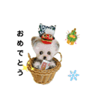 辰年にゃん ＆ 辰年ワンこ（個別スタンプ：22）