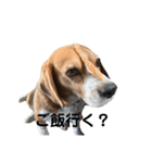 キュートなビーグル犬の日常（個別スタンプ：4）