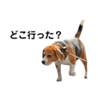キュートなビーグル犬の日常（個別スタンプ：6）