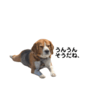 キュートなビーグル犬の日常（個別スタンプ：7）