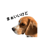 キュートなビーグル犬の日常（個別スタンプ：8）