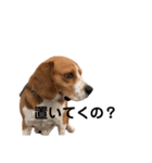 キュートなビーグル犬の日常（個別スタンプ：10）