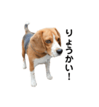 キュートなビーグル犬の日常（個別スタンプ：16）