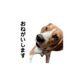 キュートなビーグル犬の日常（個別スタンプ：18）