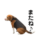 キュートなビーグル犬の日常（個別スタンプ：19）