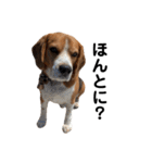 キュートなビーグル犬の日常（個別スタンプ：20）