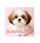 普段使えるかわいいシーズー犬（個別スタンプ：5）