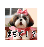 普段使えるかわいいシーズー犬（個別スタンプ：16）