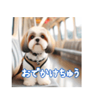 普段使えるかわいいシーズー犬（個別スタンプ：21）