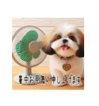 普段使えるかわいいシーズー犬（個別スタンプ：35）