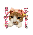 うちの寅次郎 とらちゃんの日常会話（個別スタンプ：7）