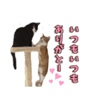 うちの寅次郎 とらちゃんの日常会話（個別スタンプ：8）