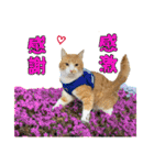 うちの寅次郎 とらちゃんの日常会話（個別スタンプ：9）