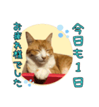 うちの寅次郎 とらちゃんの日常会話（個別スタンプ：12）