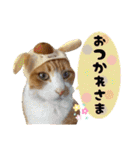 うちの寅次郎 とらちゃんの日常会話（個別スタンプ：13）