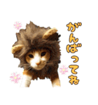 うちの寅次郎 とらちゃんの日常会話（個別スタンプ：15）