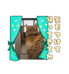 うちの寅次郎 とらちゃんの日常会話（個別スタンプ：16）