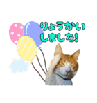うちの寅次郎 とらちゃんの日常会話（個別スタンプ：20）