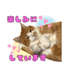 うちの寅次郎 とらちゃんの日常会話（個別スタンプ：25）