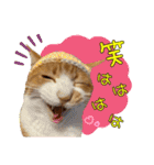 うちの寅次郎 とらちゃんの日常会話（個別スタンプ：26）