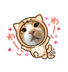 うちの寅次郎 とらちゃんの日常会話（個別スタンプ：27）
