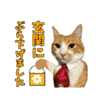 うちの寅次郎 とらちゃんの日常会話（個別スタンプ：29）