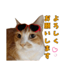 うちの寅次郎 とらちゃんの日常会話（個別スタンプ：30）