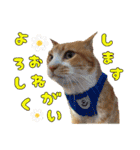 うちの寅次郎 とらちゃんの日常会話（個別スタンプ：31）