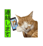 うちの寅次郎 とらちゃんの日常会話（個別スタンプ：32）