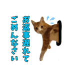 うちの寅次郎 とらちゃんの日常会話（個別スタンプ：33）