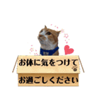 うちの寅次郎 とらちゃんの日常会話（個別スタンプ：35）