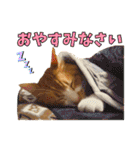 うちの寅次郎 とらちゃんの日常会話（個別スタンプ：38）