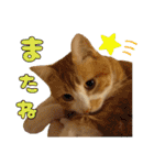 うちの寅次郎 とらちゃんの日常会話（個別スタンプ：39）