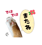 うちの寅次郎 とらちゃんの日常会話（個別スタンプ：40）