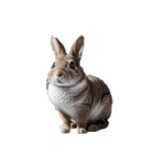 うさぎ rabbit.（個別スタンプ：3）