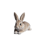 うさぎ rabbit.（個別スタンプ：9）