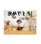 ぼくは、ジジwithジジィ（個別スタンプ：5）
