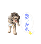 ぼくは、ジジwithジジィ（個別スタンプ：8）